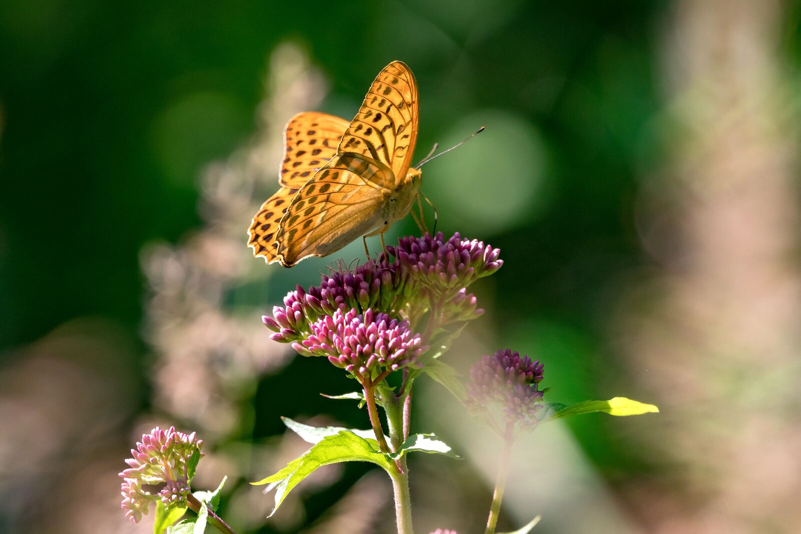 Canon EOS 5D Mark IV + 150-600mm F5-6.3 DG OS HSM | Contemporary 015 sample photo. Fritillary, butterfly, male photography