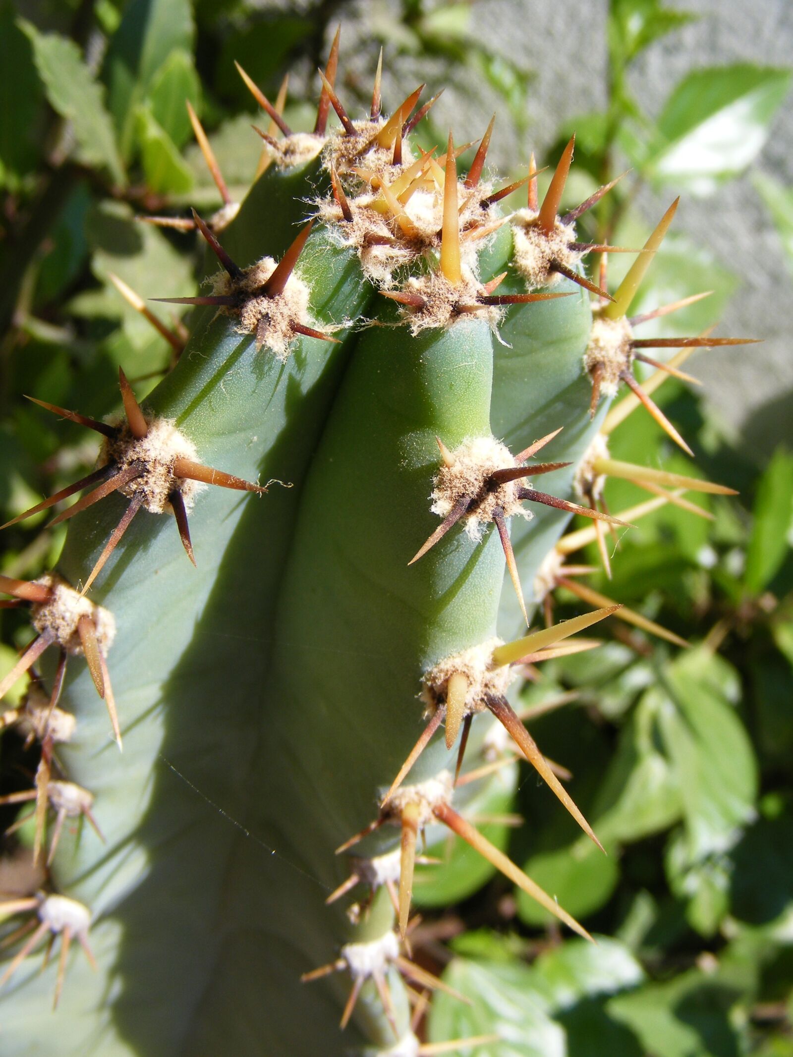 Fujifilm FinePix S5700 S700 sample photo. Cactus, cacti, nature photography