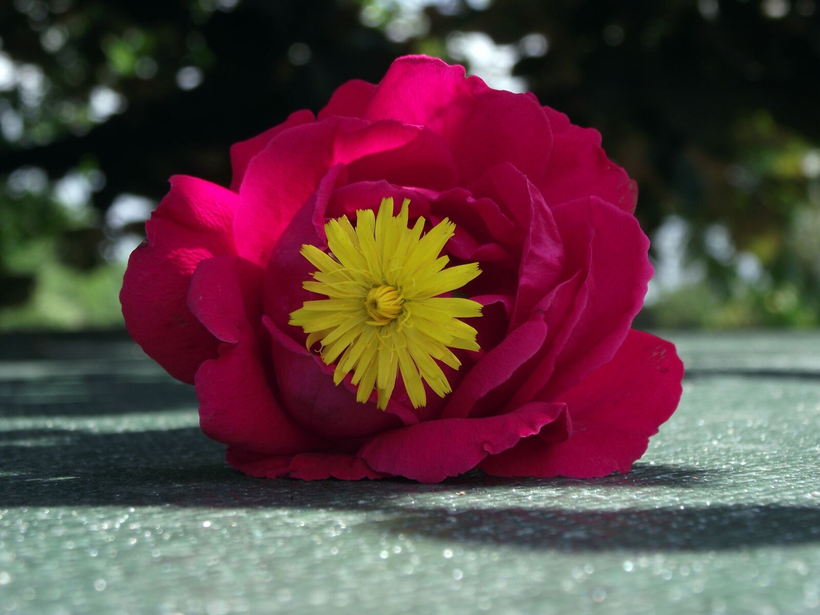 FujiFilm FinePix S1600 (FinePix S1770) sample photo. Flower, rose, red photography