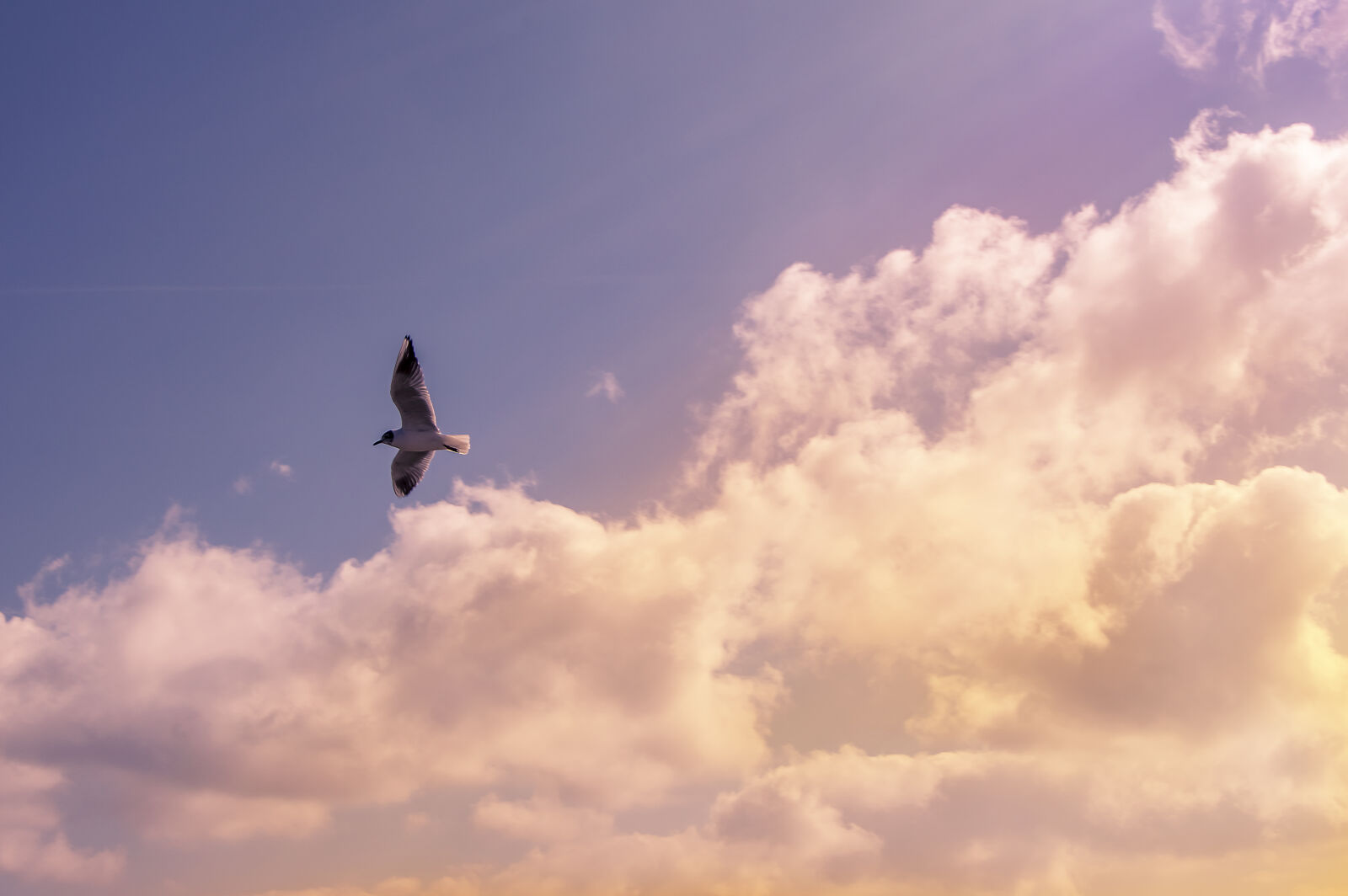 Nikon D3200 sample photo. White, bird, flying, under photography