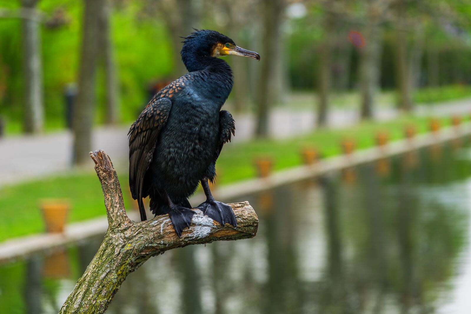 Sony a7 II + Sony FE 70-200mm F4 G OSS sample photo. Nature, bird, cormorant photography