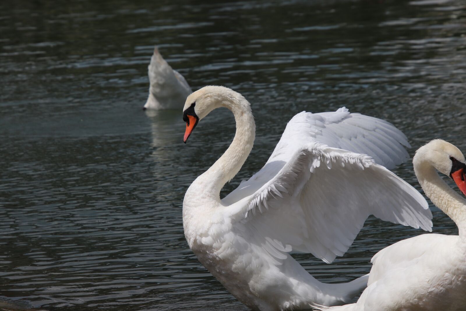 Canon EOS 800D (EOS Rebel T7i / EOS Kiss X9i) sample photo. Swan, birds, animals photography