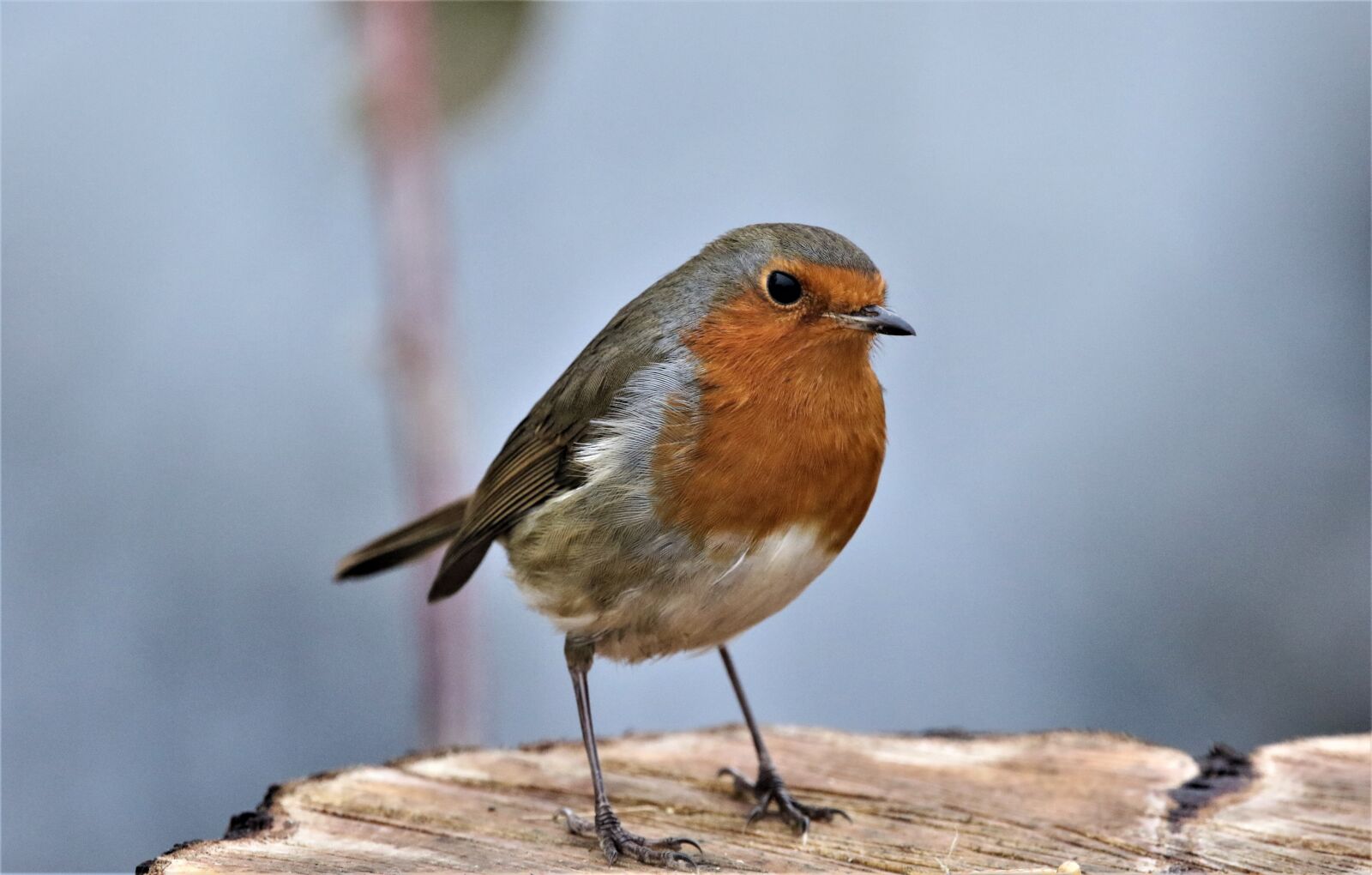 150-600mm F5-6.3 DG OS HSM | Contemporary 015 sample photo. Bird, outdoor, cute photography
