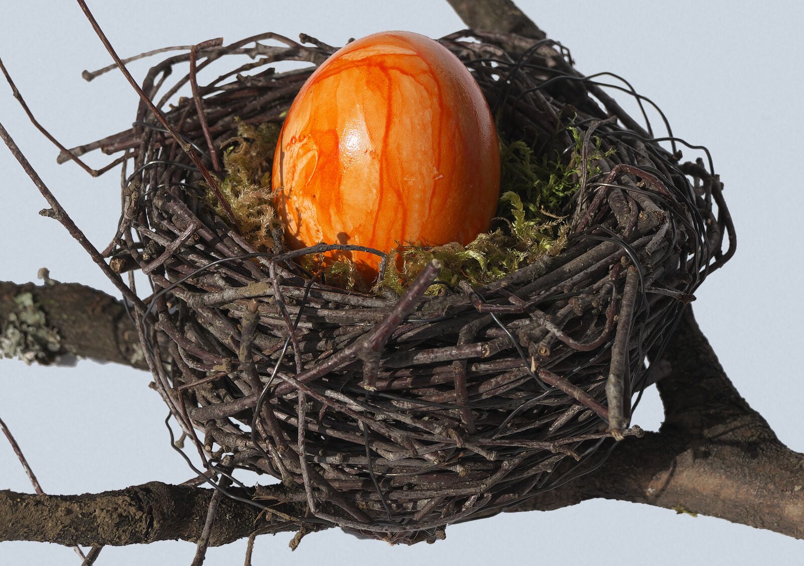 Panasonic Lumix DMC-FZ1000 sample photo. Bird's nest, nest, easter photography