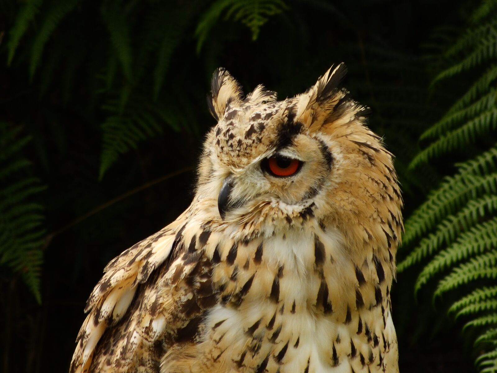 FujiFilm FinePix HS20 EXR (FinePix HS22 EXR) sample photo. Eagle owl, bird of photography