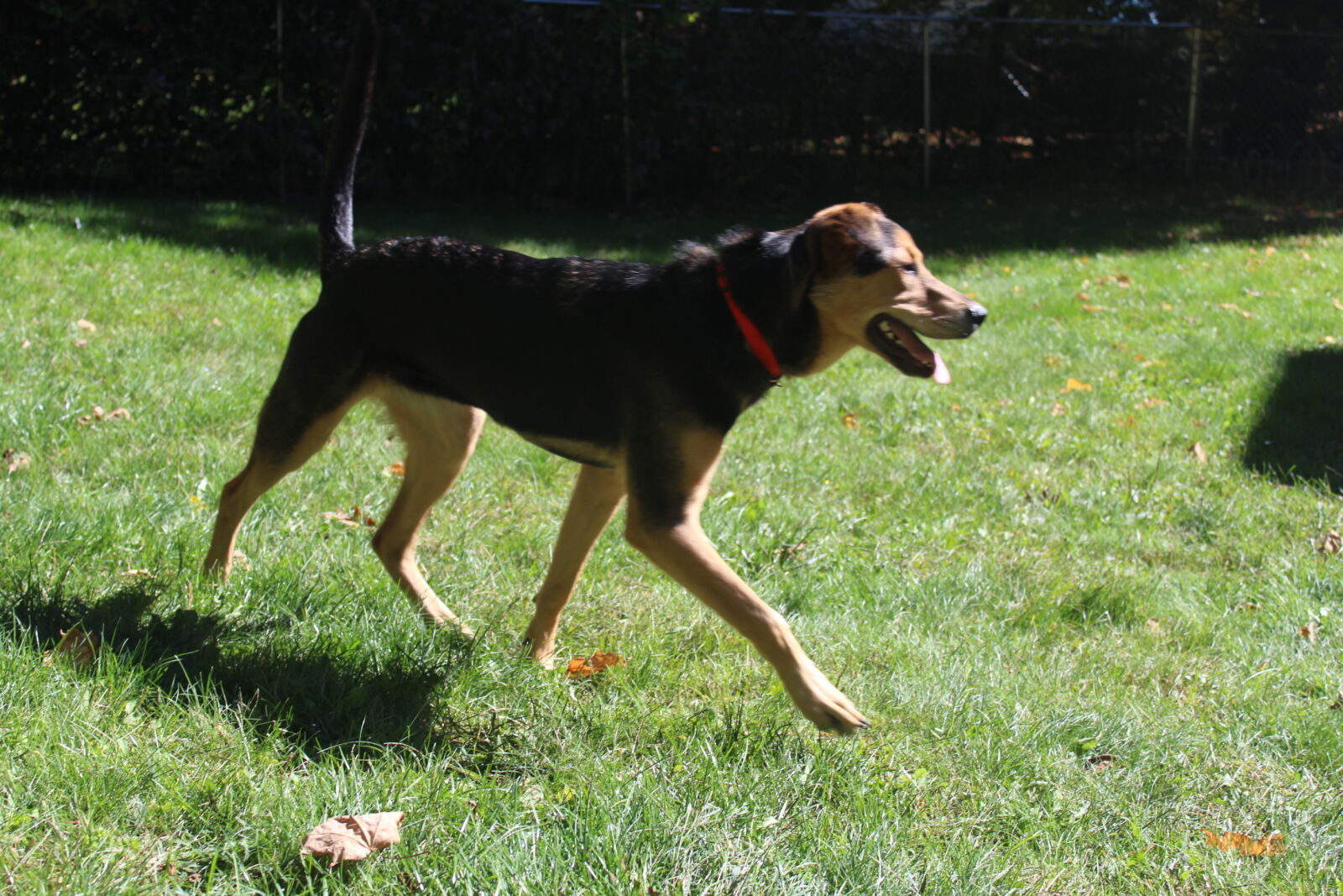 Canon EOS 1200D (EOS Rebel T5 / EOS Kiss X70 / EOS Hi) sample photo. Dog, rescue, dog, running photography