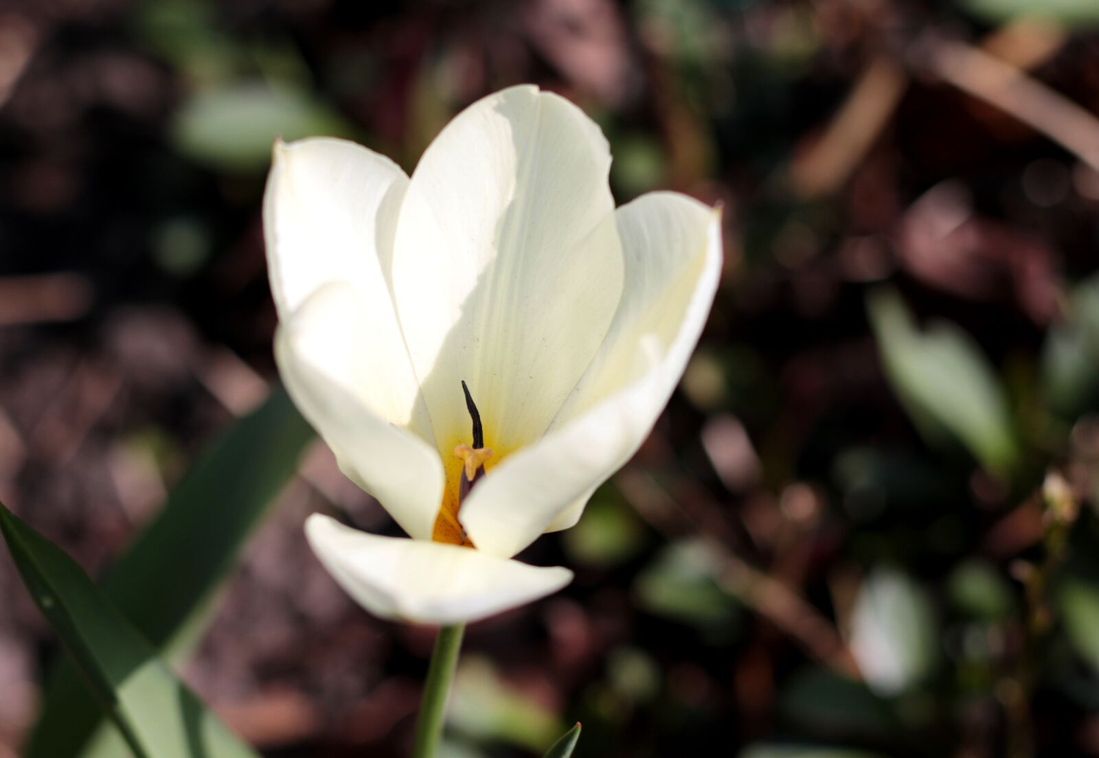 Canon EOS 7D Mark II sample photo. Tulipa fosteriana purissima, tulip photography