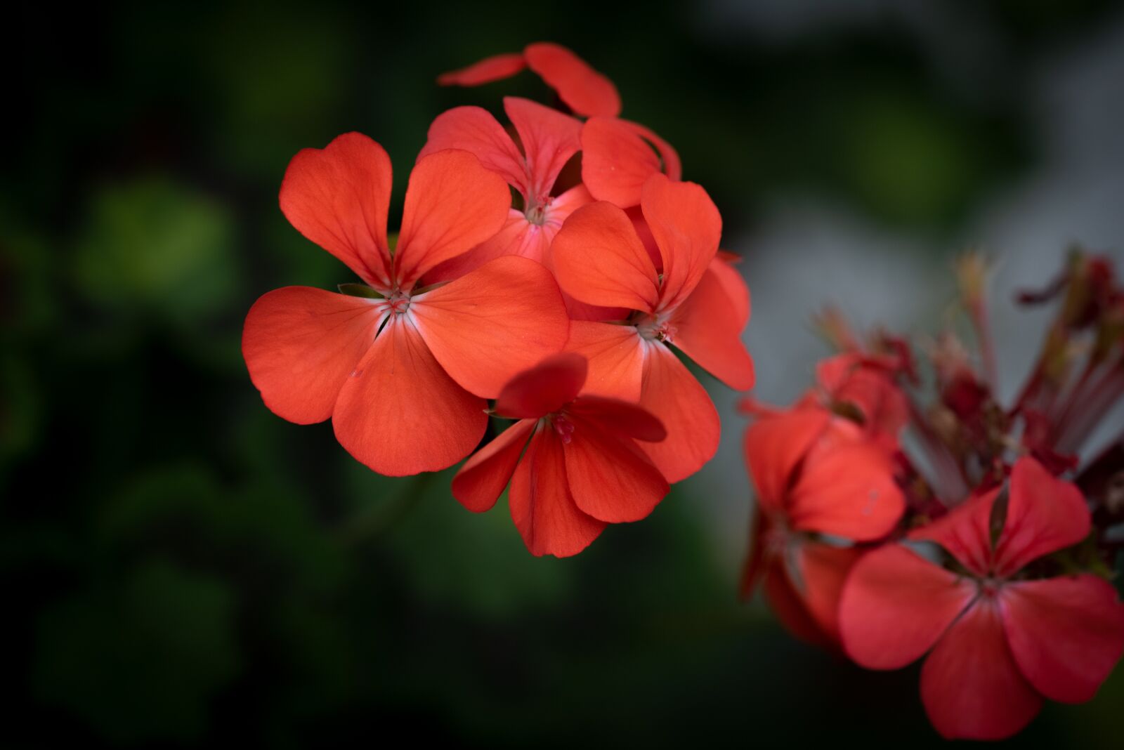 Nikon D750 sample photo. Geranium, red, blossom photography