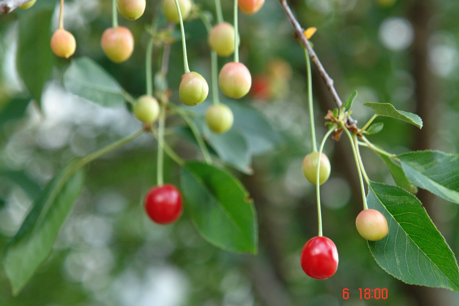 Sony DSC-R1 sample photo