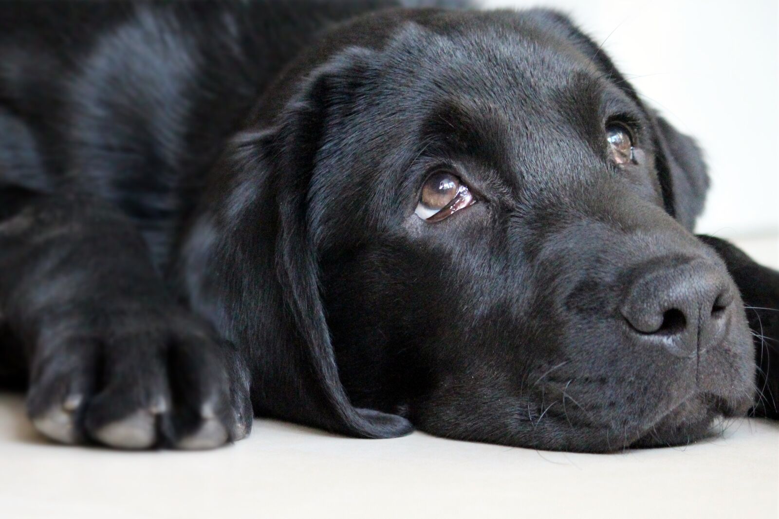 Canon EOS 1200D (EOS Rebel T5 / EOS Kiss X70 / EOS Hi) sample photo. Faced with guilt, dog photography