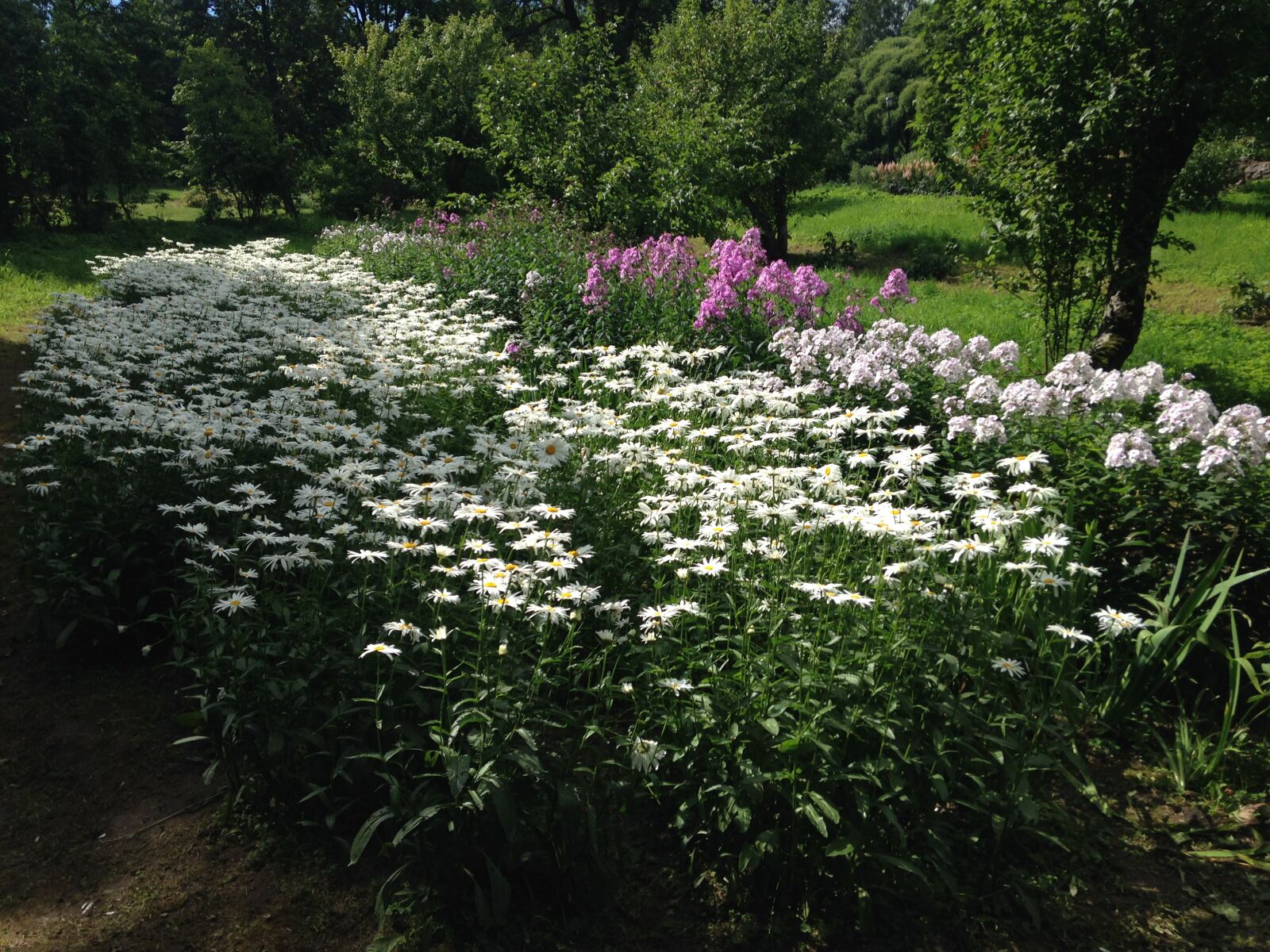 iPhone 5 back camera 4.12mm f/2.4 sample photo. Flowers, summer, nature photography