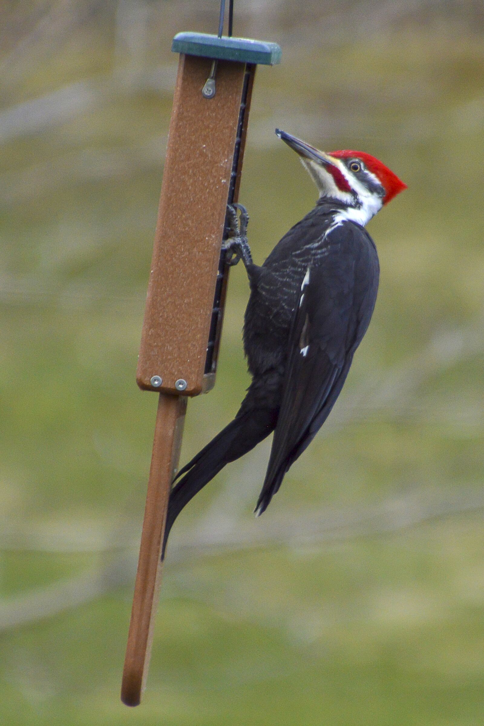 Nikon D3200 sample photo. Woodpecker, pileated, bird photography