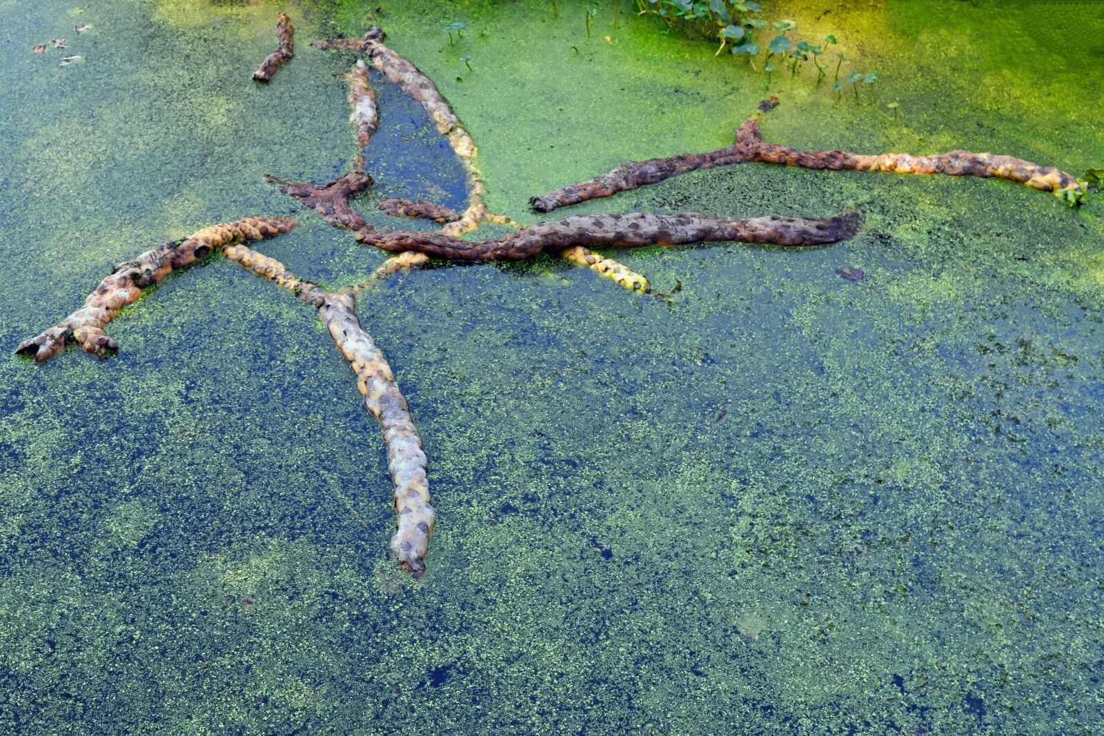 Nikon D3300 sample photo. Algae, rotten, rope photography