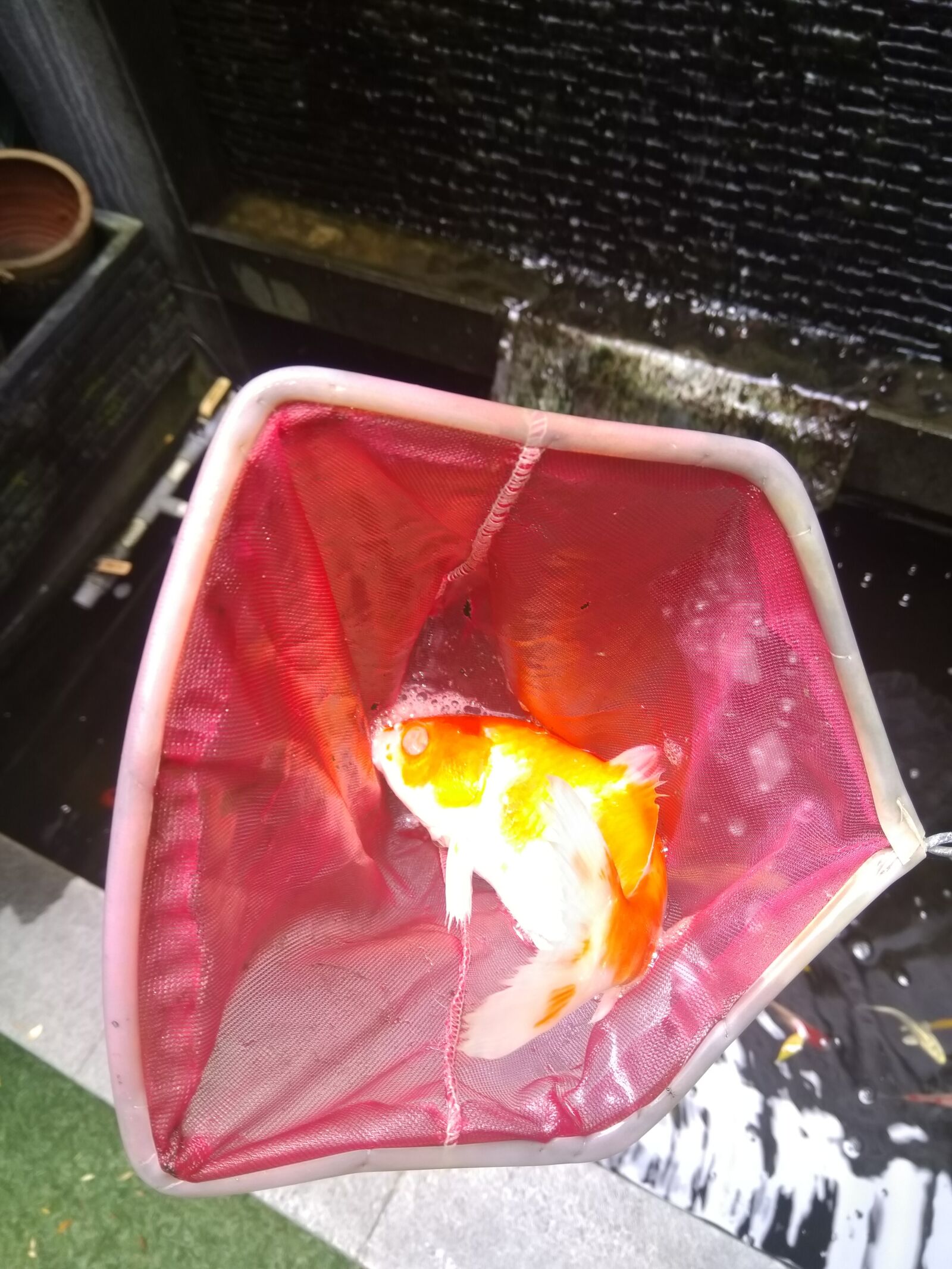 HMD Global Nokia 6 sample photo. Fish, dead, pool photography