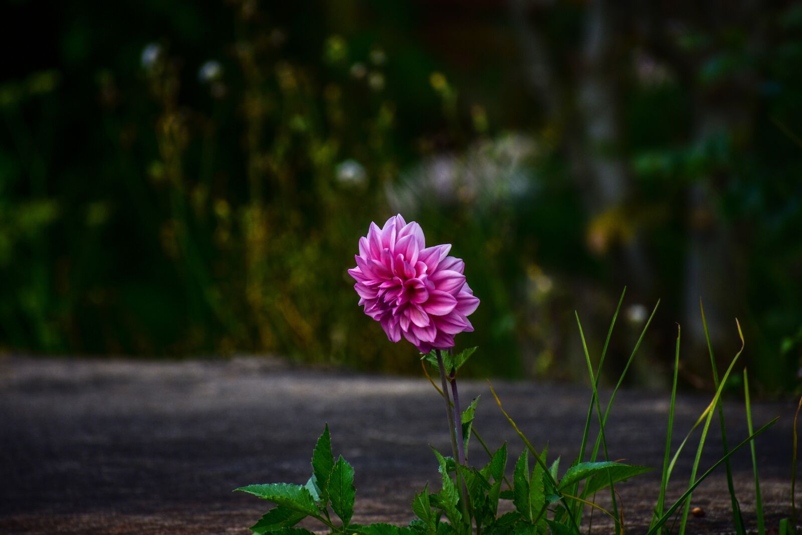 Nikon D3400 sample photo. Flower, beautiful flower, nature photography