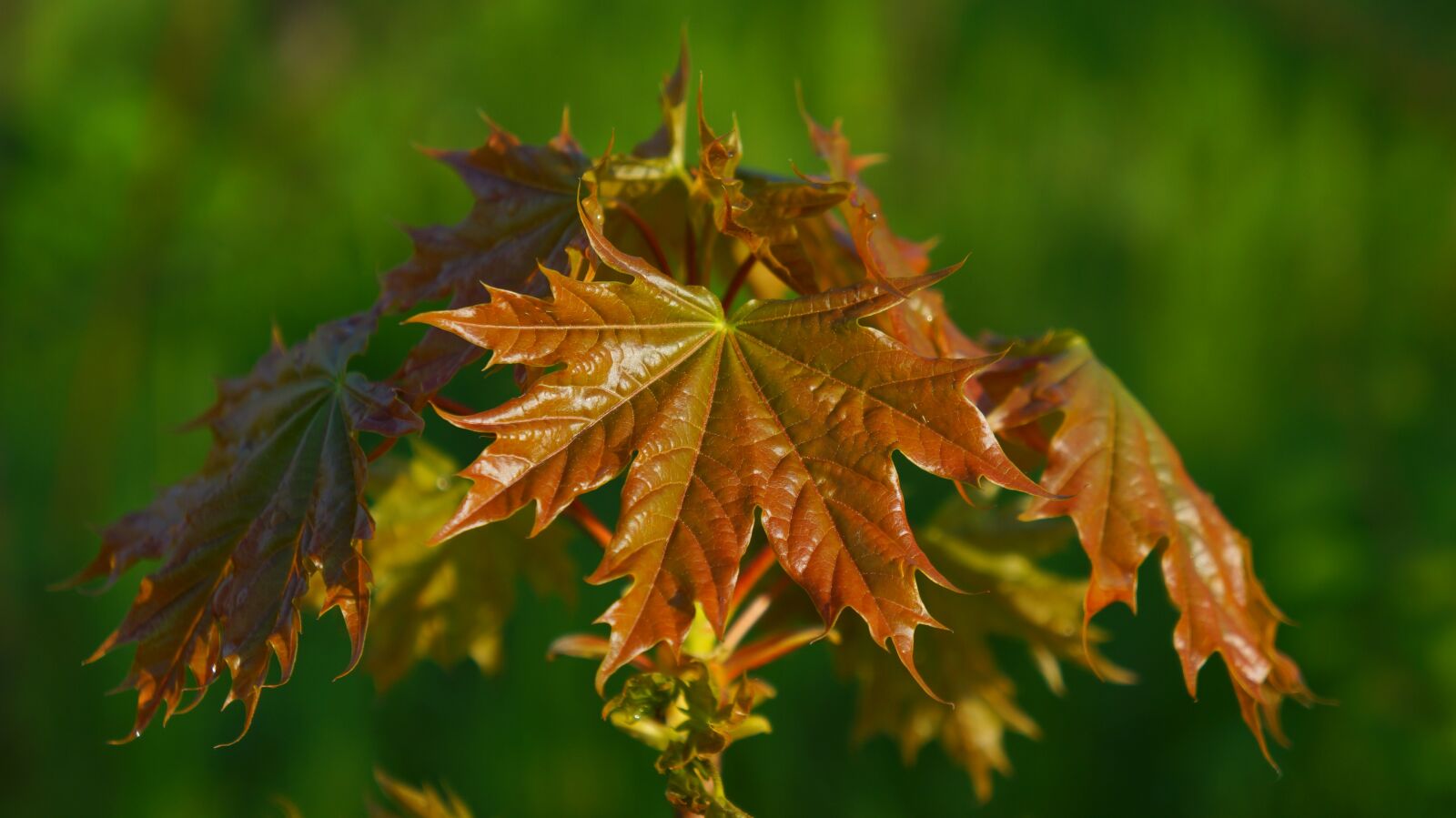Sony Alpha a3000 + Sony E 18-55mm F3.5-5.6 OSS sample photo. Nature, plant, foliage photography