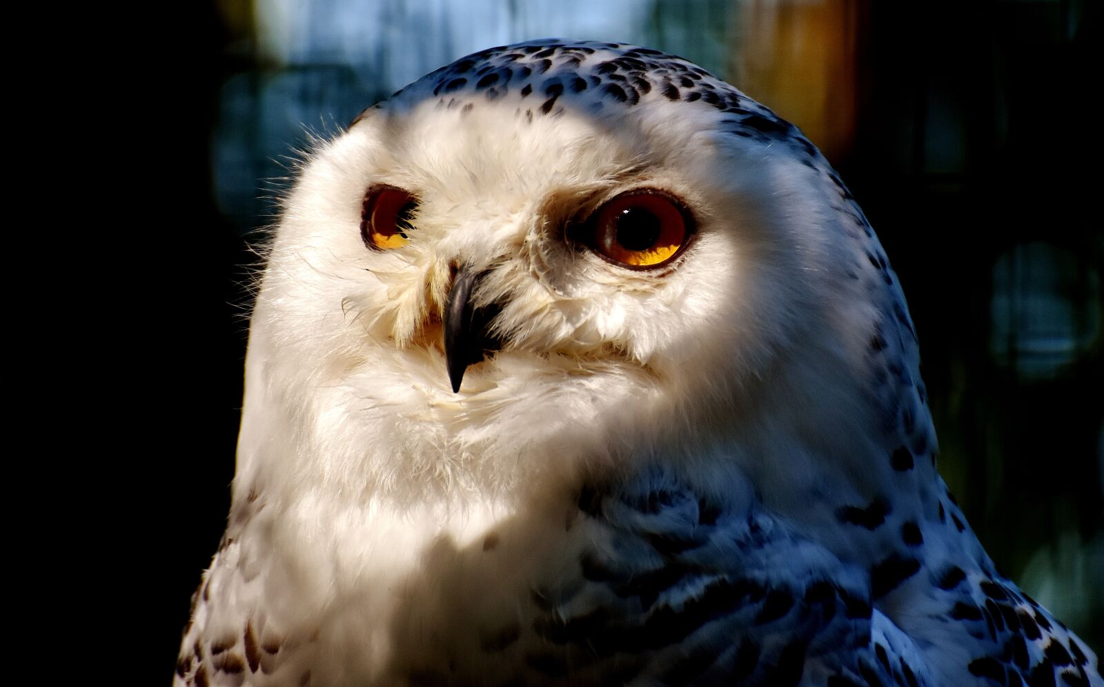 Nikon D7200 sample photo. Snowy owl bubo scandiacus photography