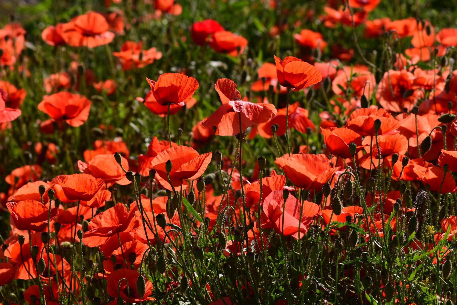 Nikon D3300 sample photo. Poppy, field of poppies photography
