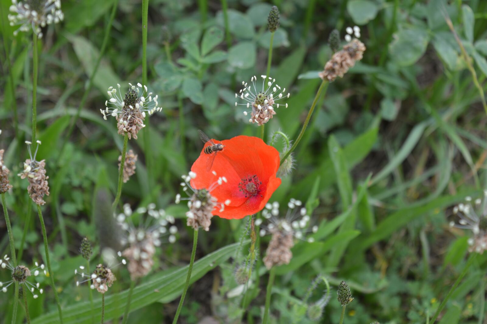 Nikon D3200 sample photo. Flower, nature, red photography