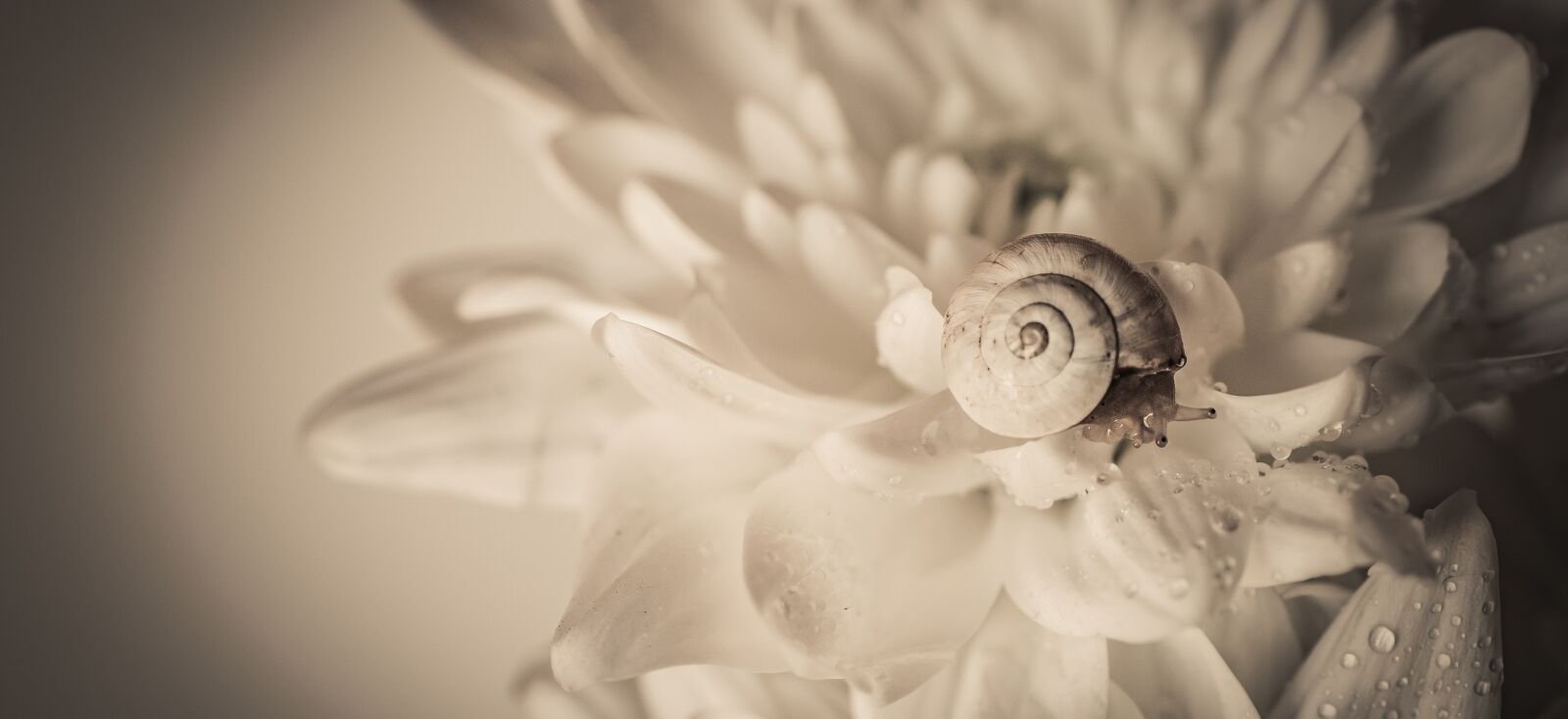 Tamron SP 90mm F2.8 Di VC USD 1:1 Macro sample photo. Snail, flower, macro photography