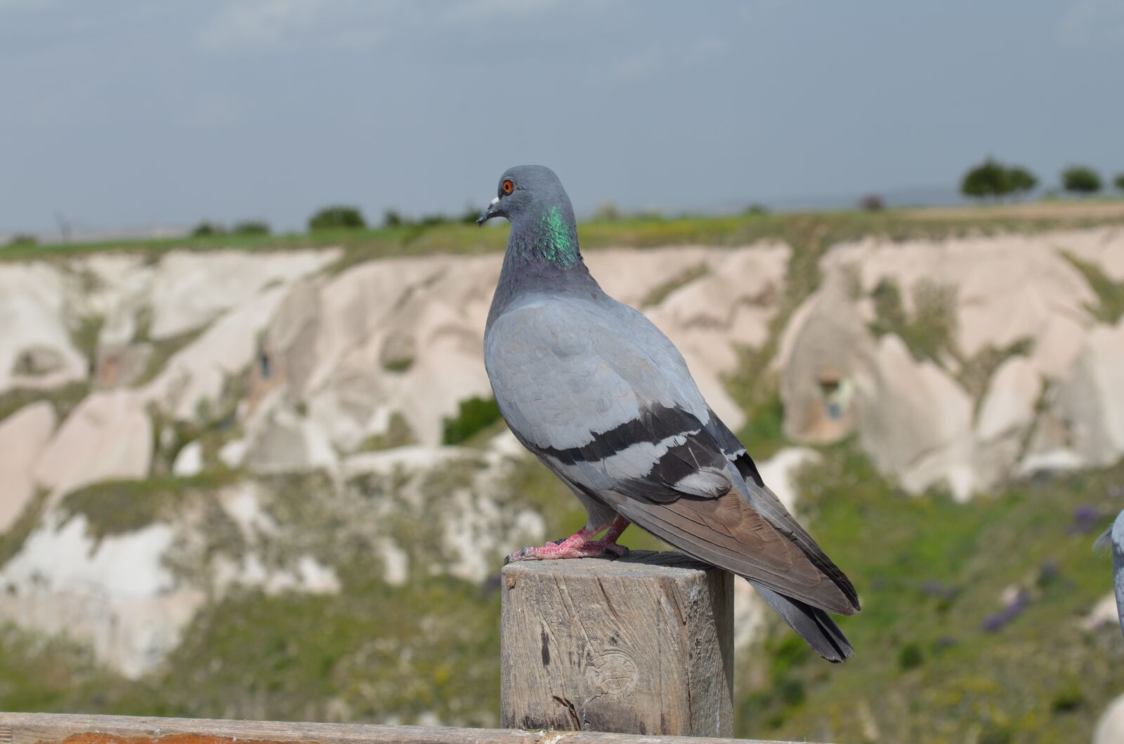 Nikon D5100 sample photo. Nature, outdoor, birds photography