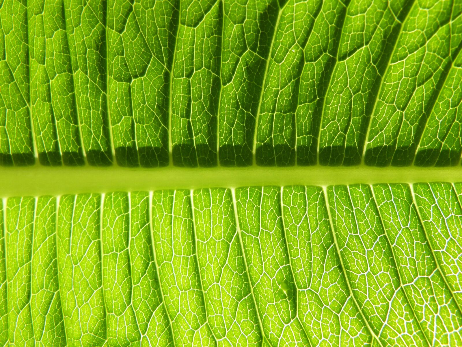 Panasonic DMC-FZ62 sample photo. Leaf, plant, ecology photography