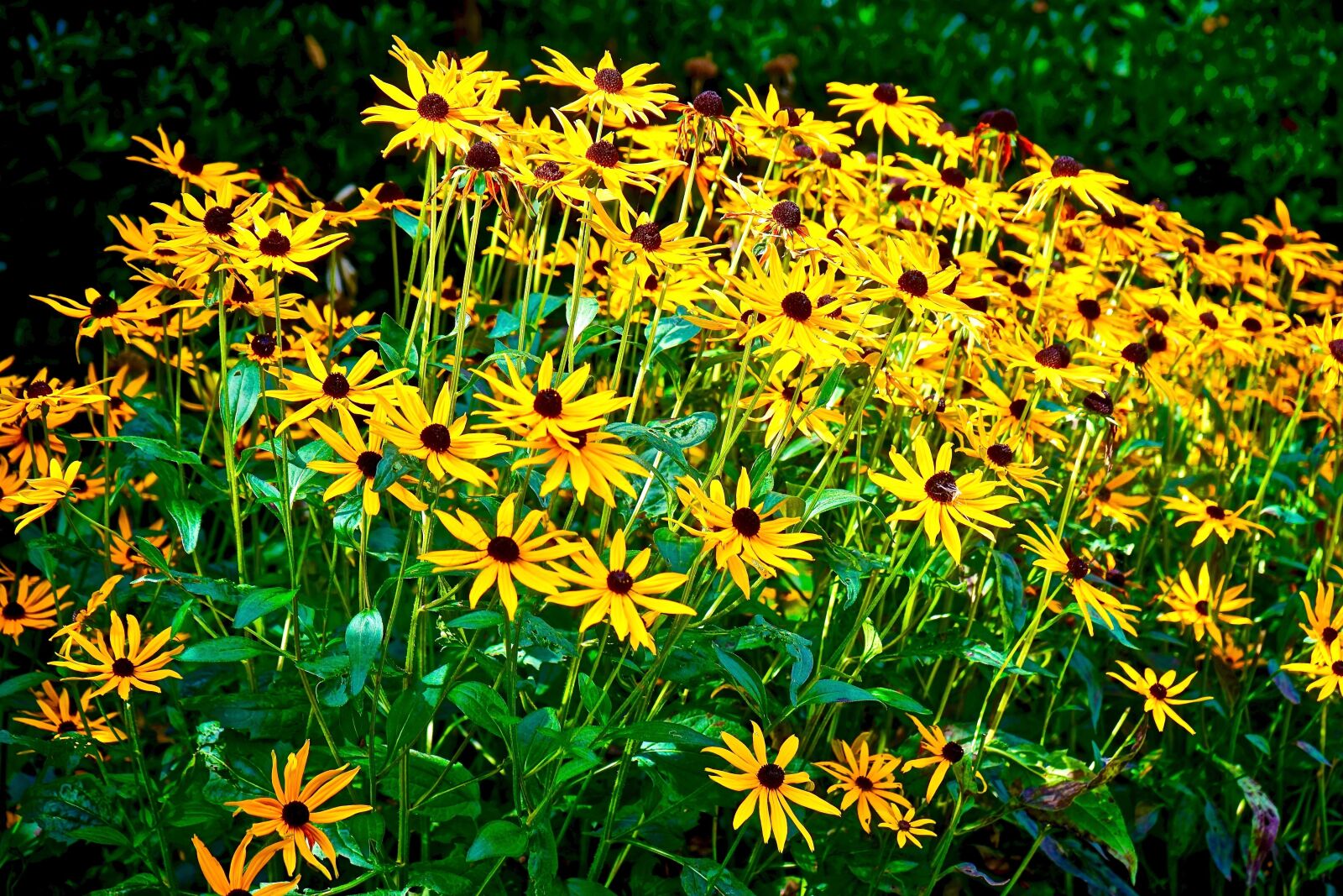 Sony a7 + Sony FE 28-70mm F3.5-5.6 OSS sample photo. Flowers, yellow, yellow flowers photography