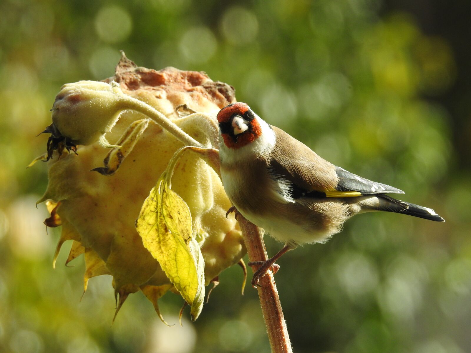 Nikon Coolpix P900 sample photo. Goldfinch, elegant, sunflower photography