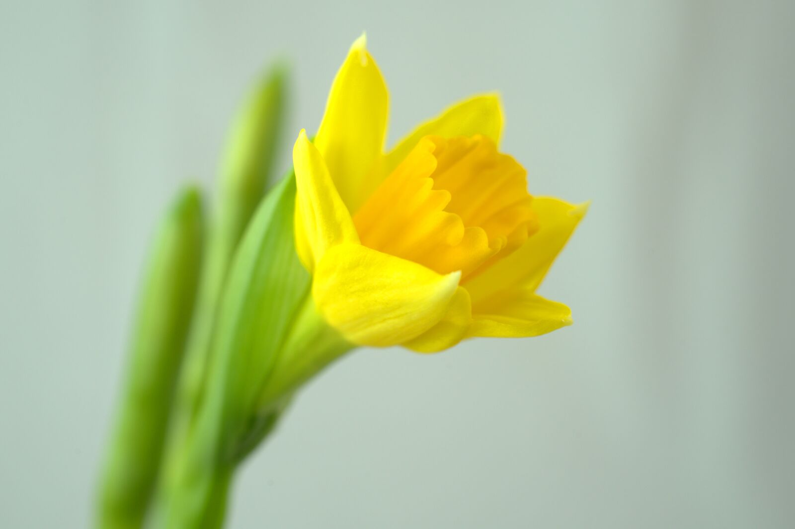 Sony FE 50mm F2.8 Macro sample photo. Daffodil, flower, blossom photography