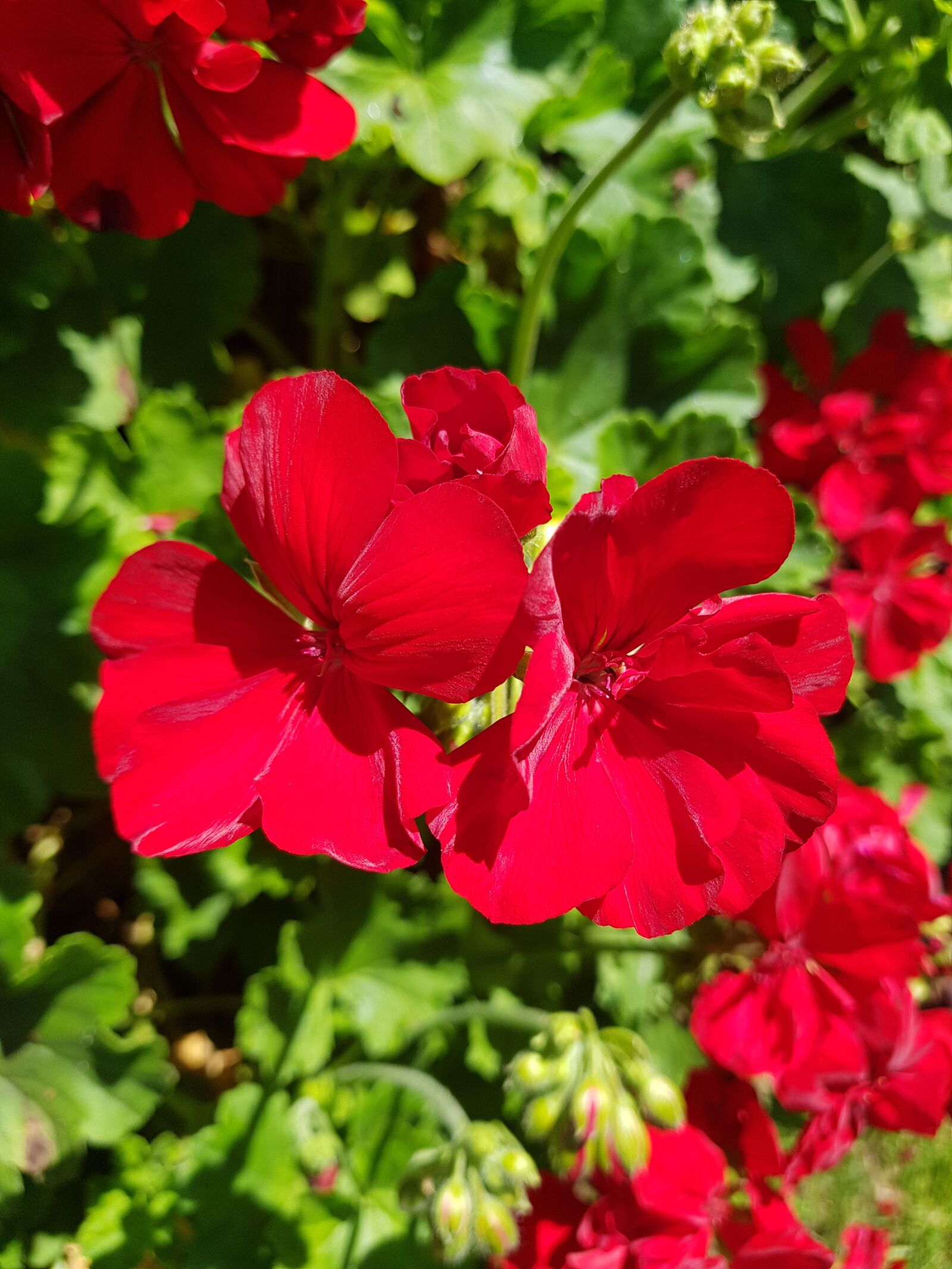 Samsung Galaxy S8+ sample photo. Red flowers, bloom, garden photography