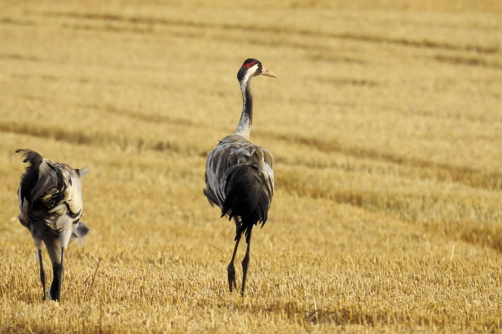 Nikon Coolpix P900 sample photo. Cranes, stubble, foraging photography