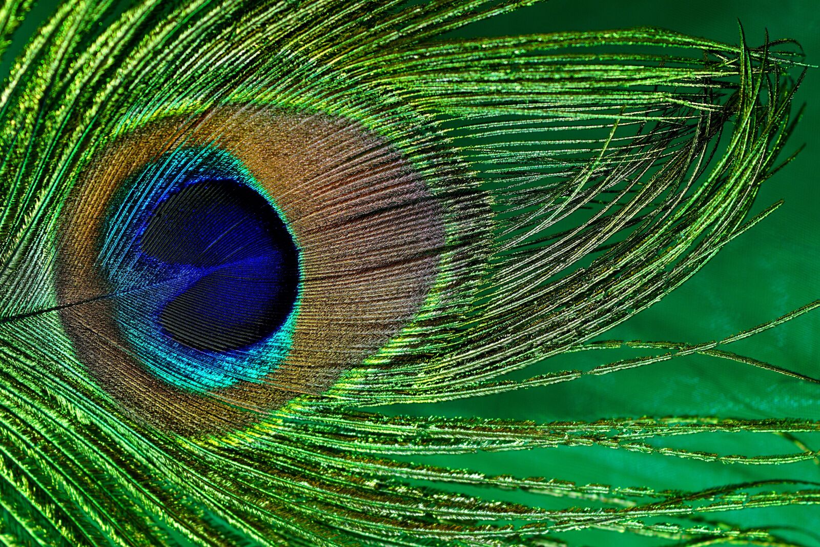 Sony ILCA-77M2 + Tamron SP AF 90mm F2.8 Di Macro sample photo. Peacock feather, macro, peacock photography