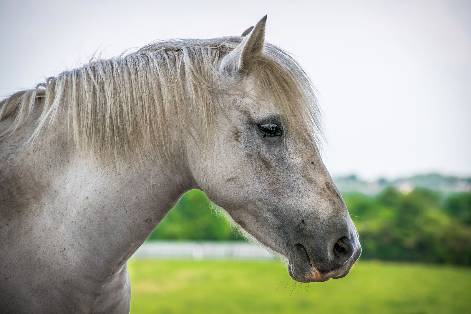 Nikon D3300 sample photo. Animal, beautiful, breed photography