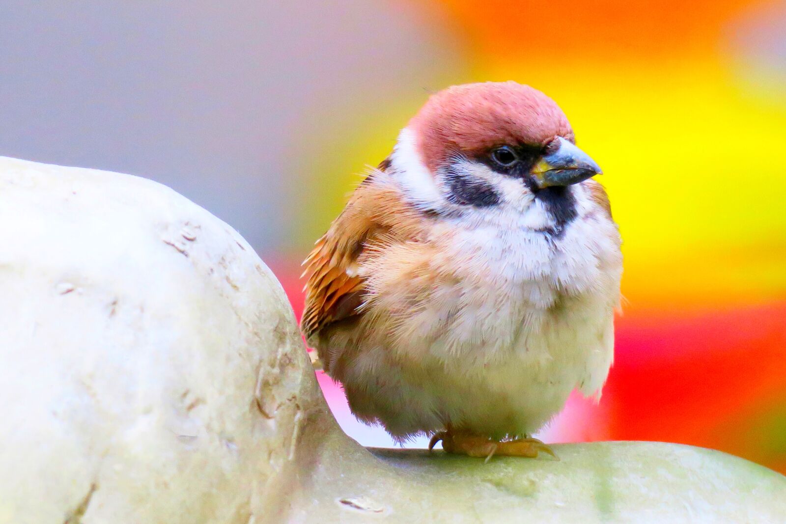 Canon PowerShot G3 X sample photo. Nature, outdoor, bird photography