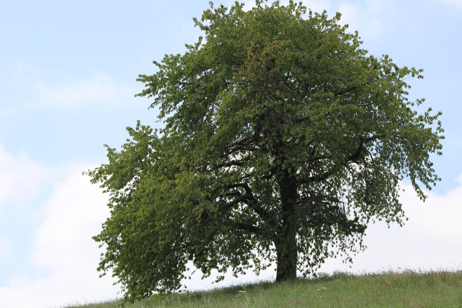 Canon EF75-300mm f/4-5.6 sample photo. Tree, nature, landscape photography