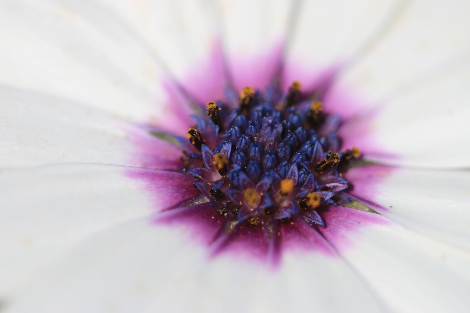 Canon EOS 70D + Canon EF 100mm F2.8 Macro USM sample photo. Daisy, white, flower photography