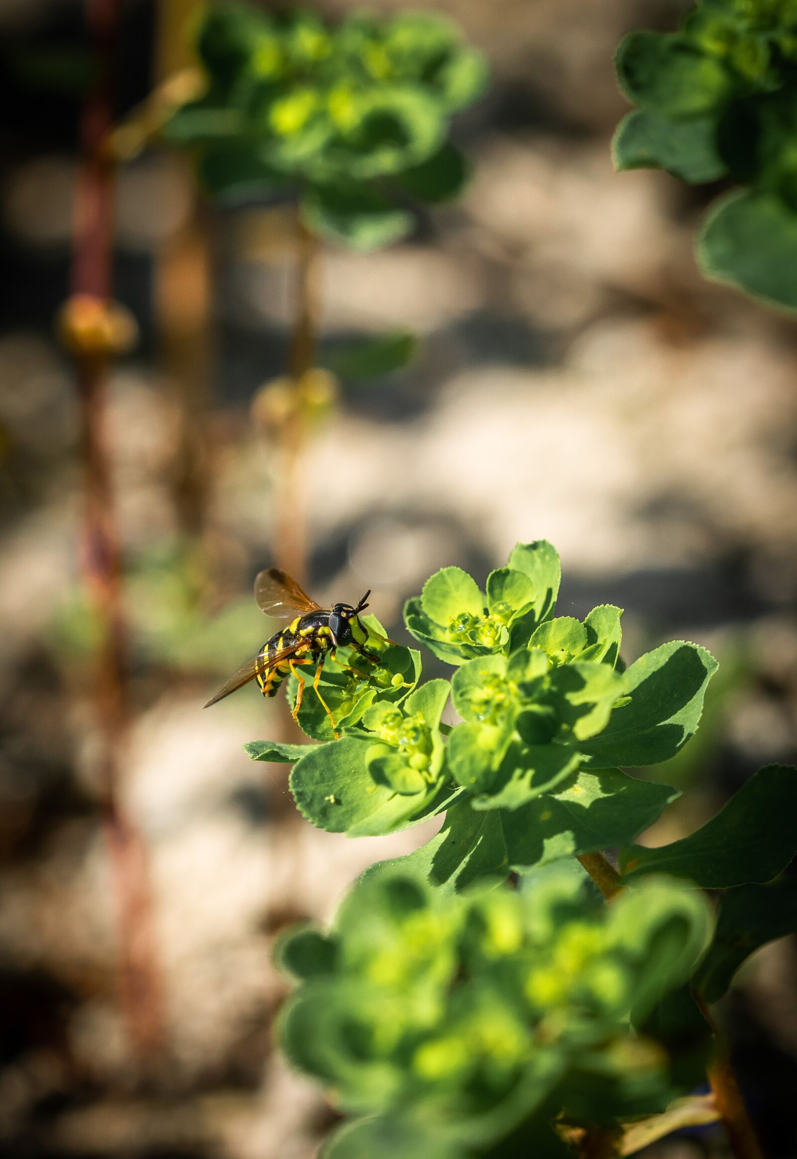 Nikon D5300 sample photo. Bee, macro photography