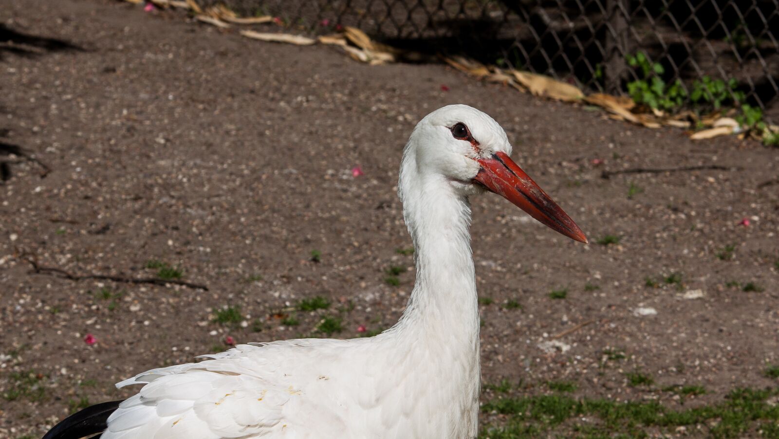 Canon EOS 50D sample photo. Stork, bird, bill photography