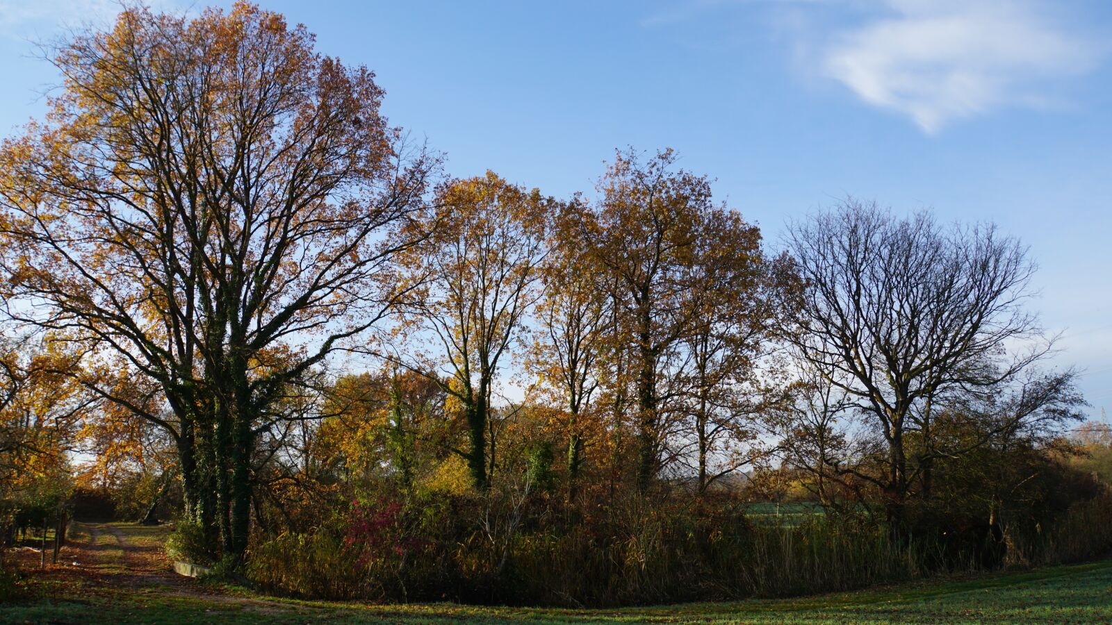 Sony E 18-200mm F3.5-6.3 OSS LE sample photo. Autumn, trees, colorful photography
