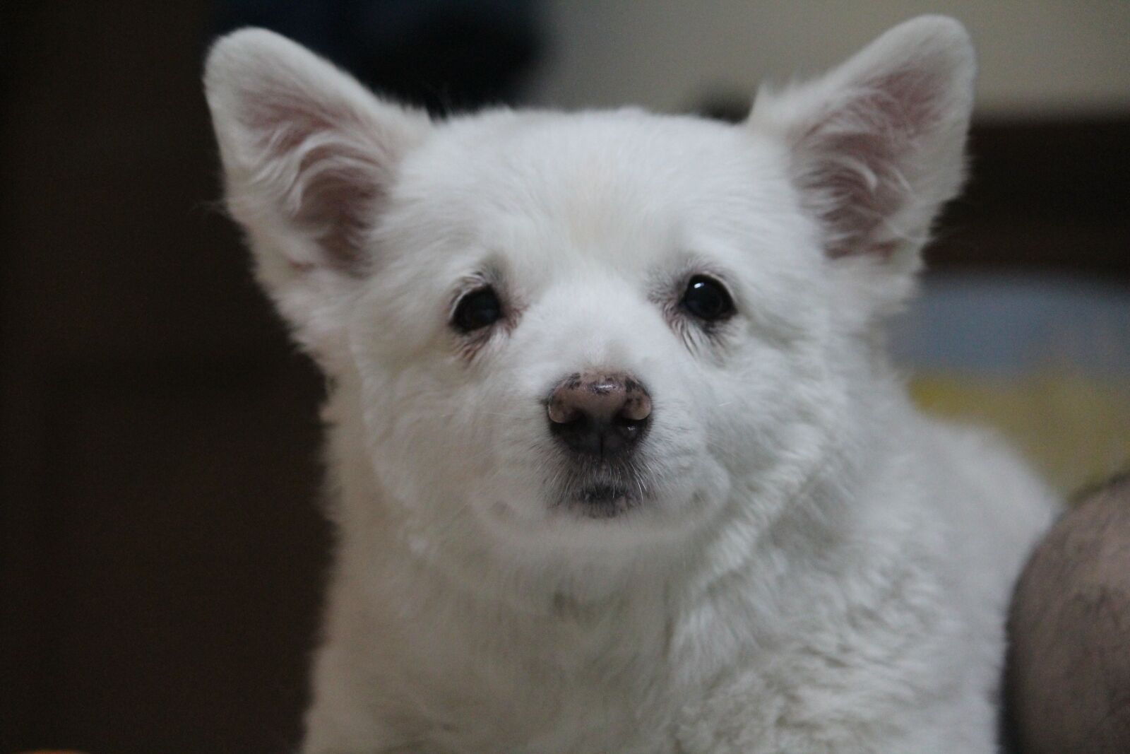 Canon EOS 1200D (EOS Rebel T5 / EOS Kiss X70 / EOS Hi) sample photo. Staring, puppy, adorable photography