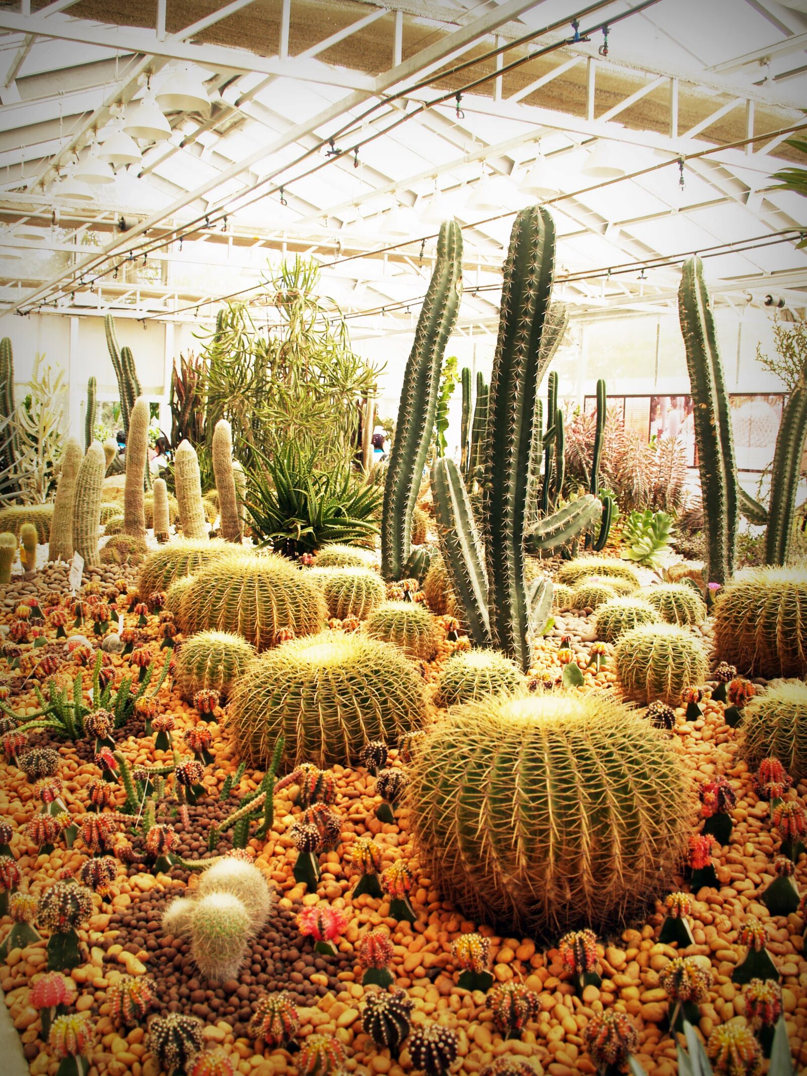 Olympus E-300 (EVOLT E-300) sample photo. Botanical, cactus, plant, cactuses photography