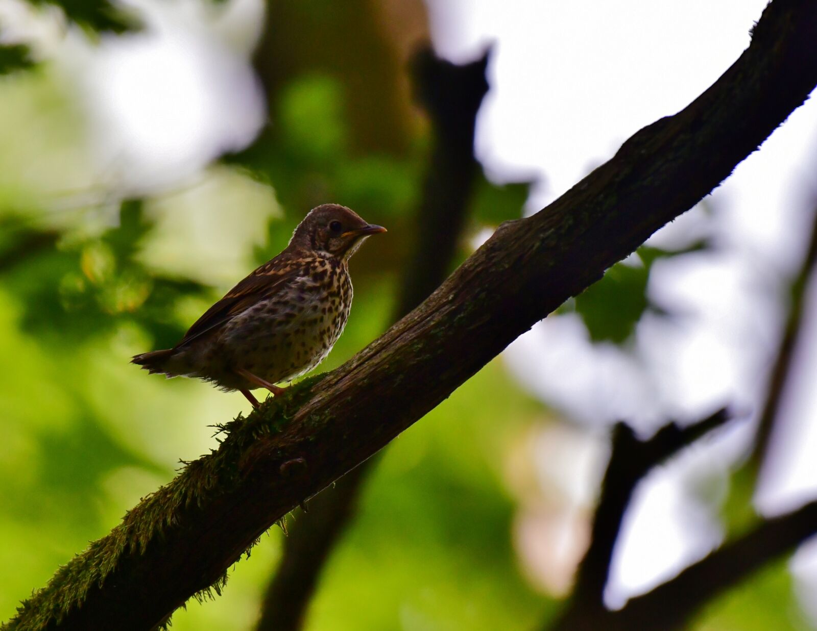 Nikon D500 sample photo. Song thrush, young, bird photography