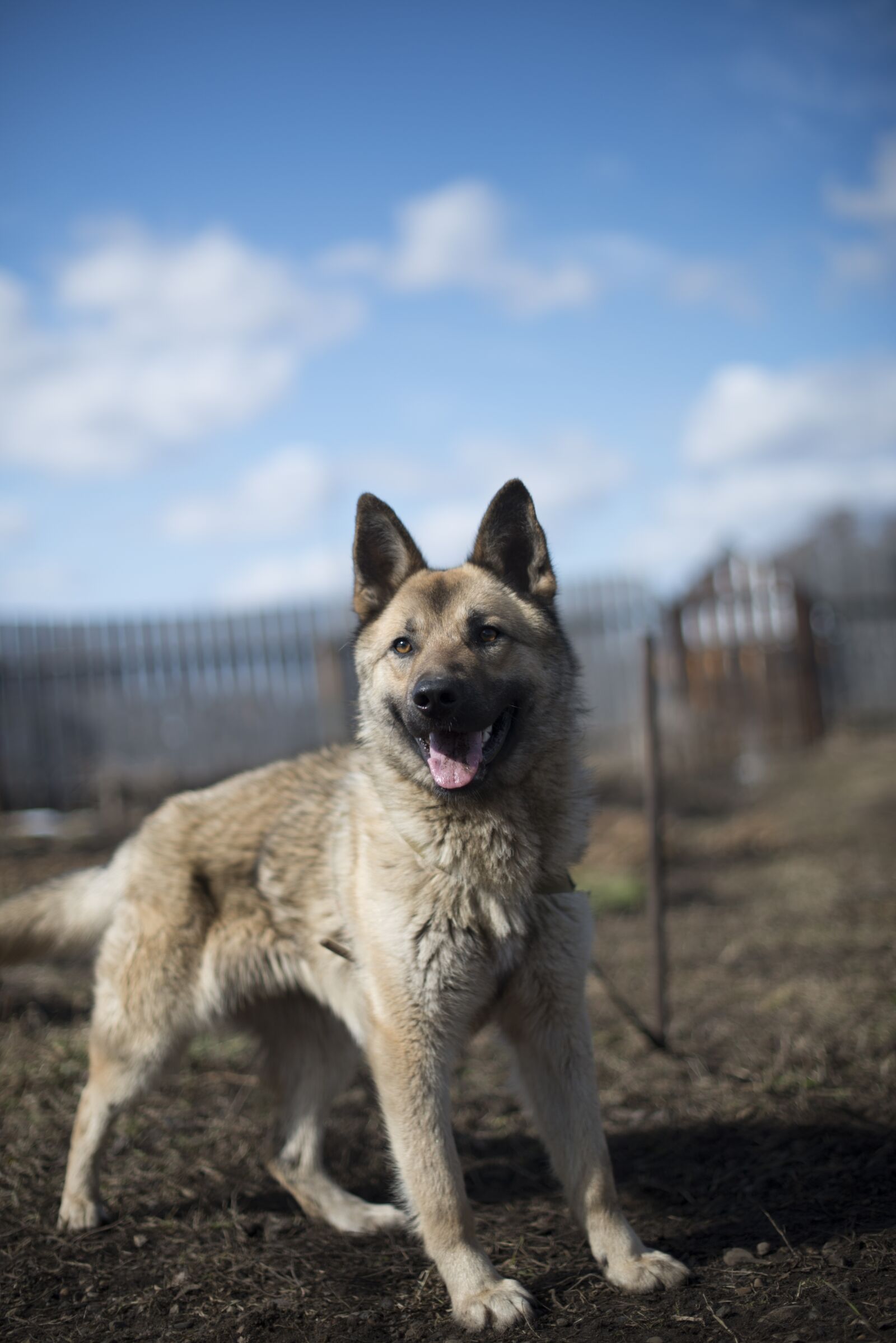 Nikon D800 sample photo. Beautiful dog, dog, shepherd photography