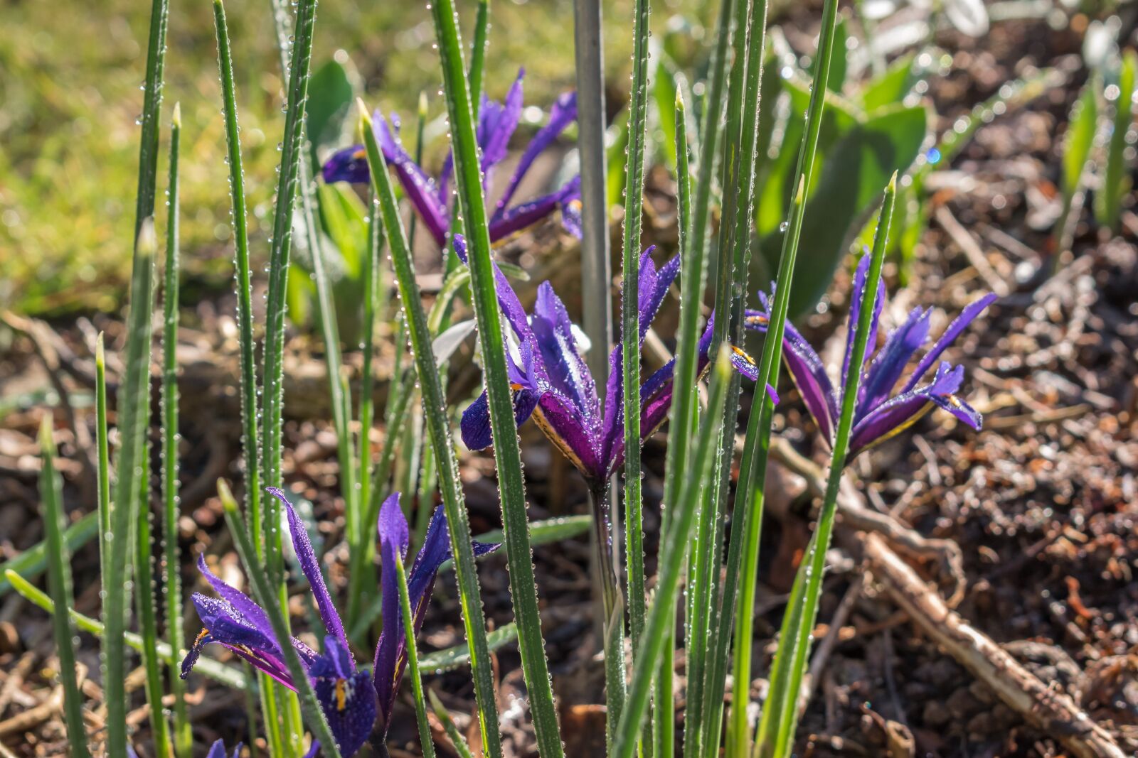 Nikon D5500 sample photo. Iris, flowers, spring photography