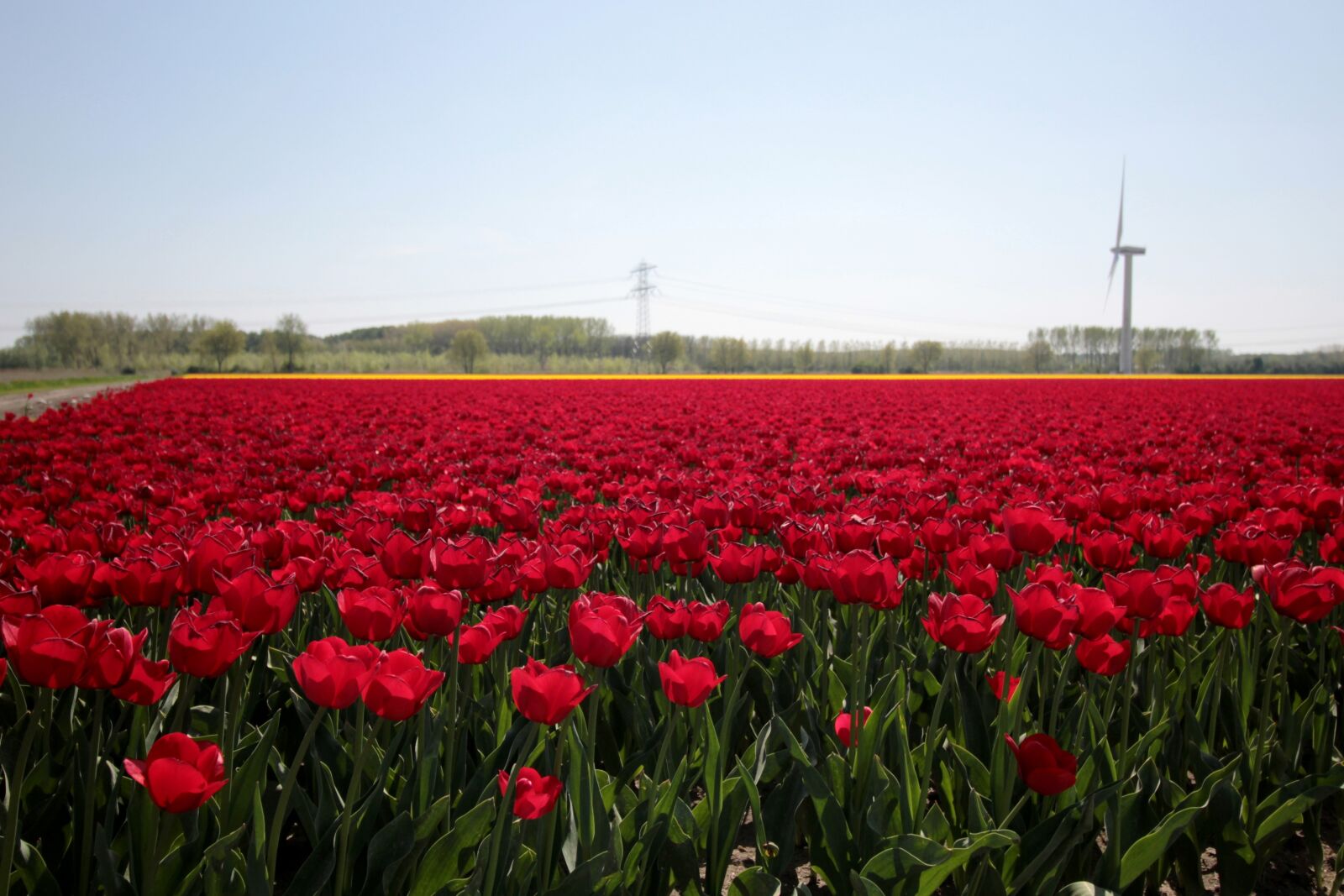 Canon EOS 600D (Rebel EOS T3i / EOS Kiss X5) + Canon EF-S 10-18mm F4.5–5.6 IS STM sample photo. Tulip fields, red tulips photography