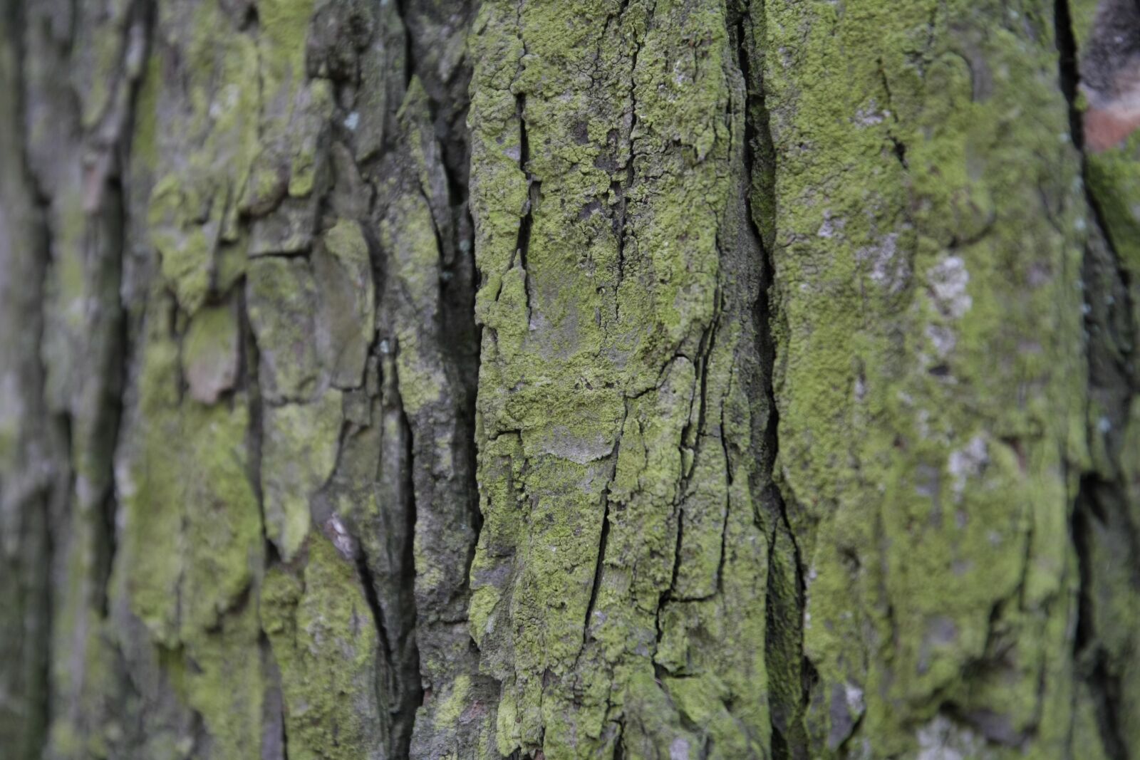 Canon EOS 1000D (EOS Digital Rebel XS / EOS Kiss F) sample photo. Bark, tree, tribe photography
