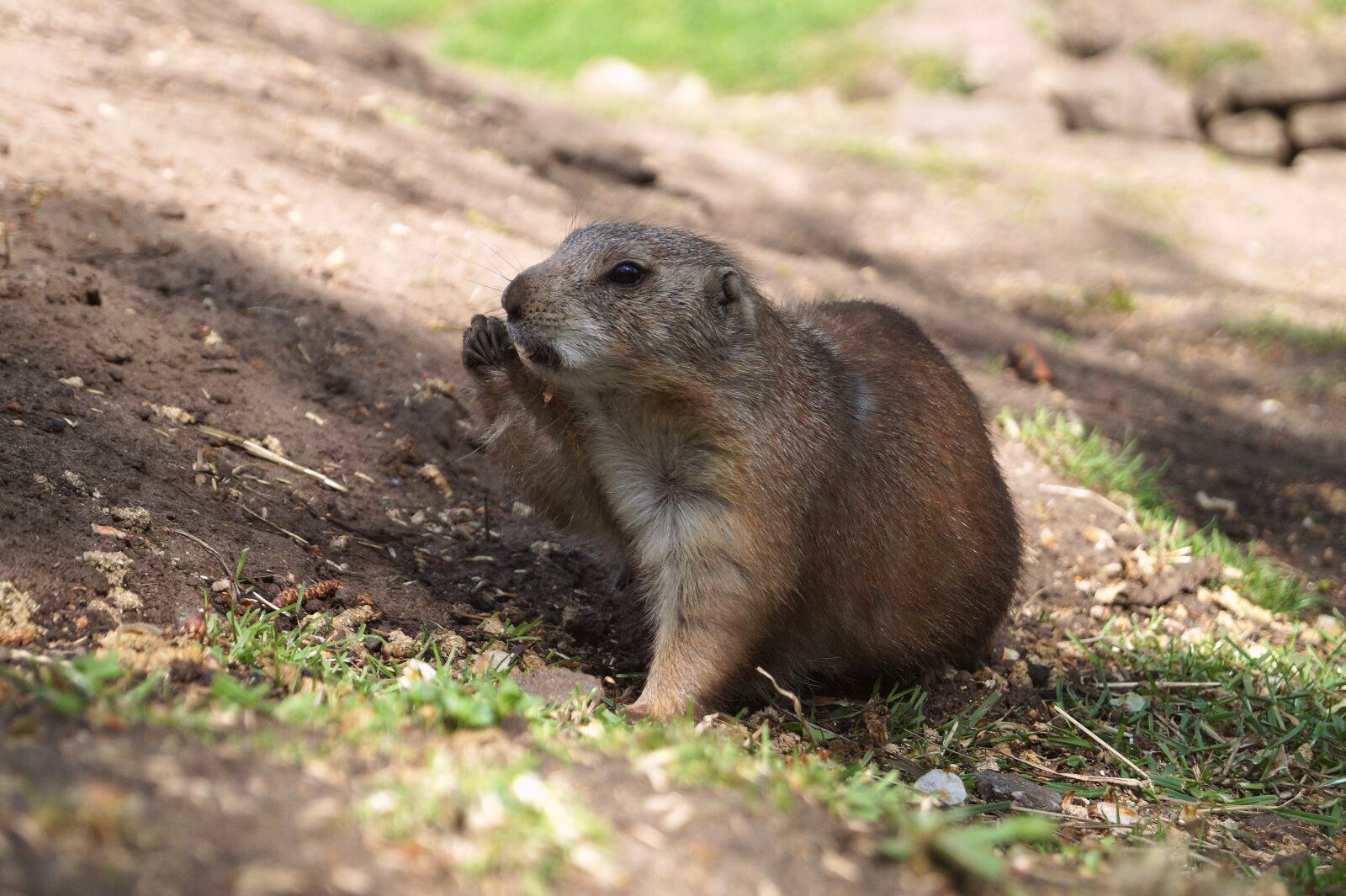 Sony DT 18-55mm F3.5-5.6 SAM II sample photo. Prairie dog, black-tailed prairie photography