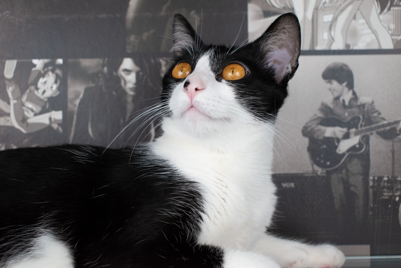 Nikon D5600 sample photo. Cat, gato, animal photography