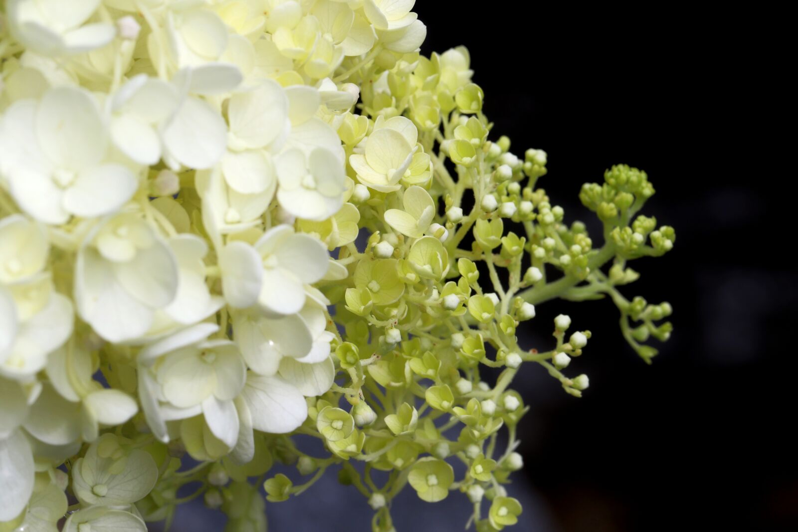 Canon EOS 7D Mark II sample photo. Plants, nature, forest photography