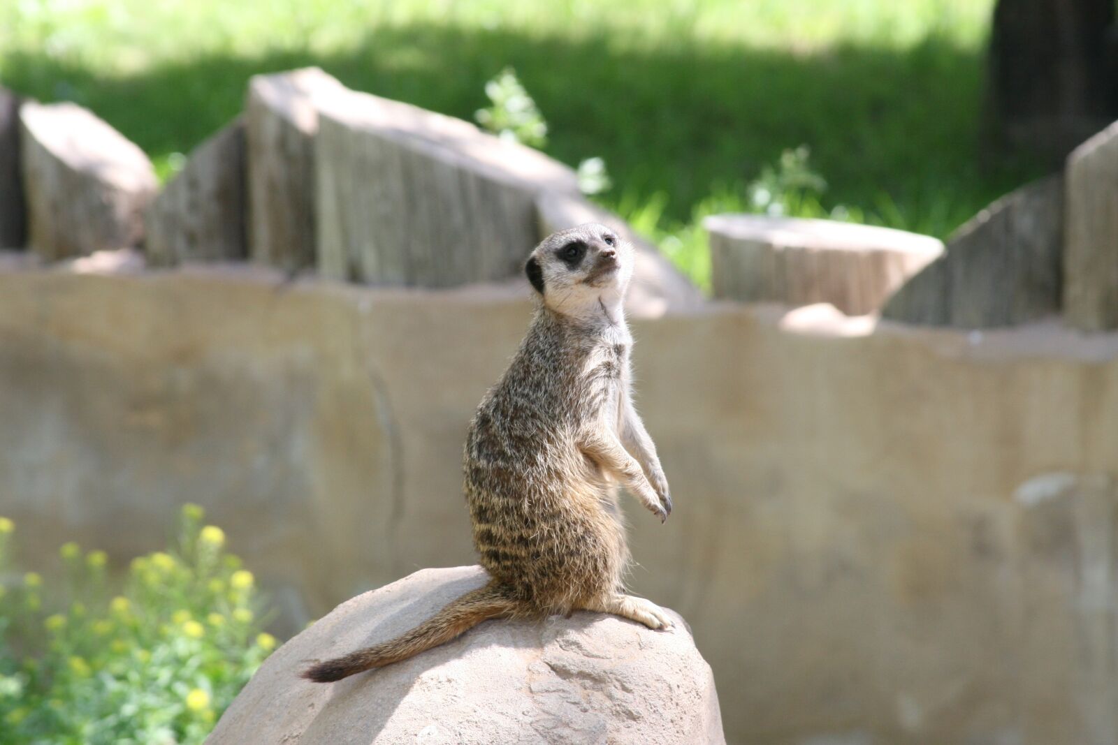 Canon EOS 30D sample photo. Markat, hakuna matata, animal photography